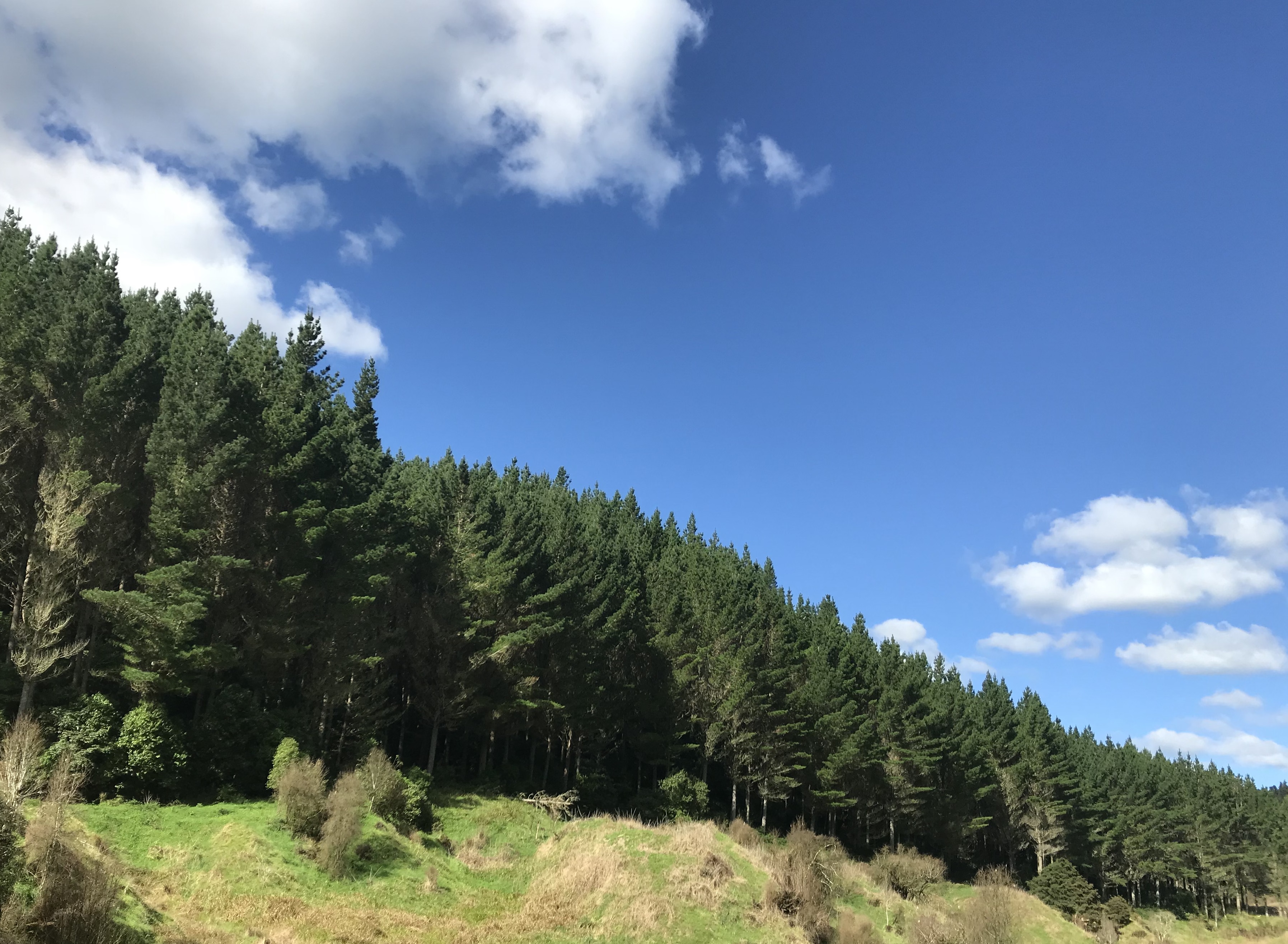 Arapito Partnership 2