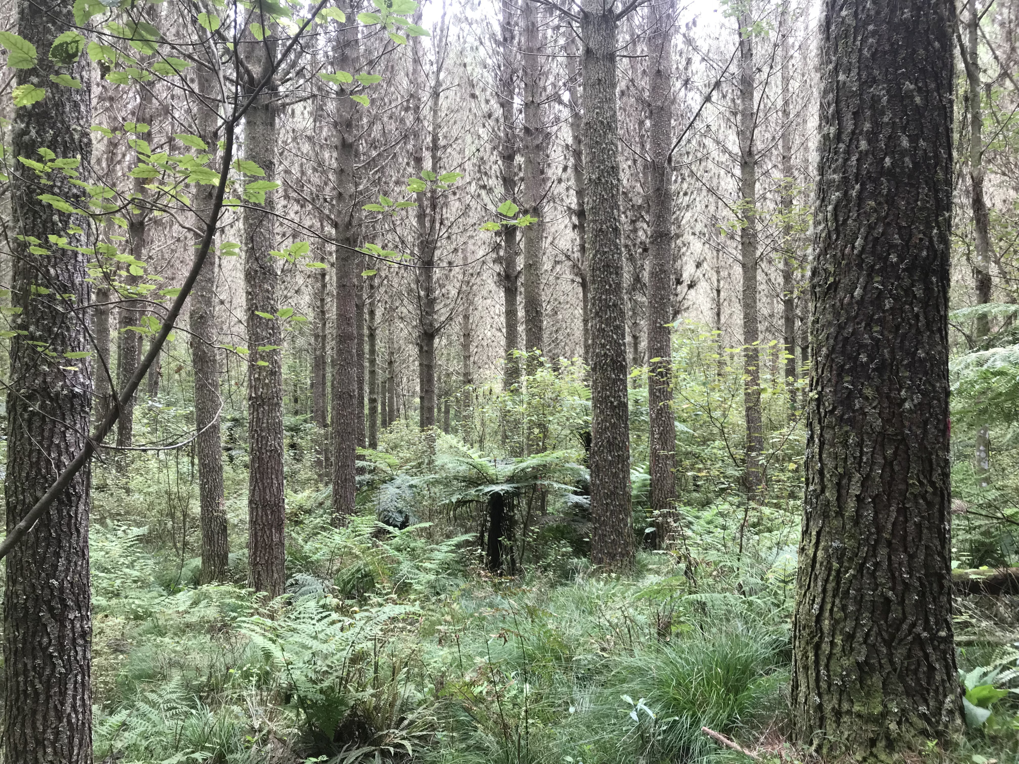 Moonlight Partnership