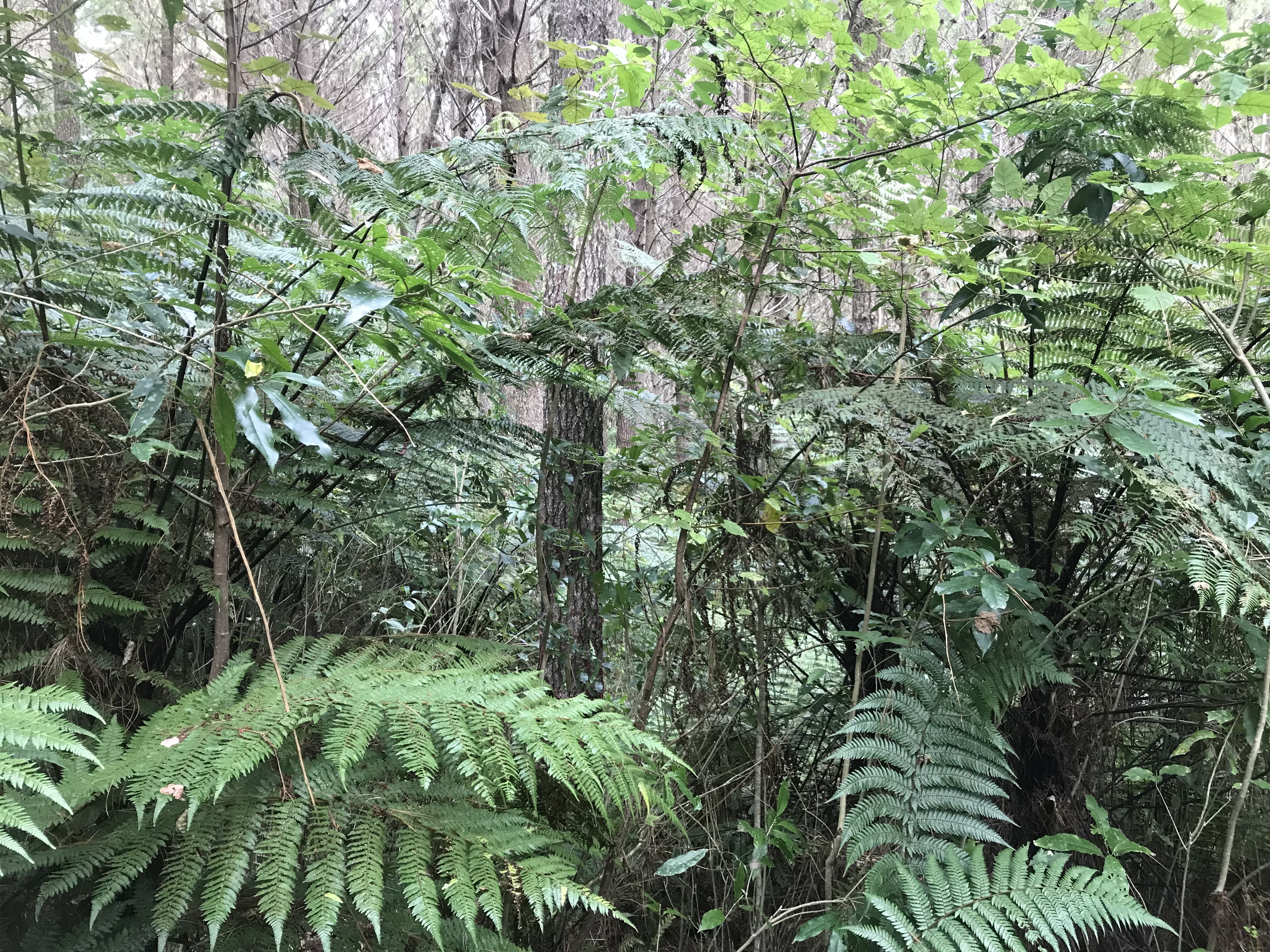 Pig & Whistle Partnership