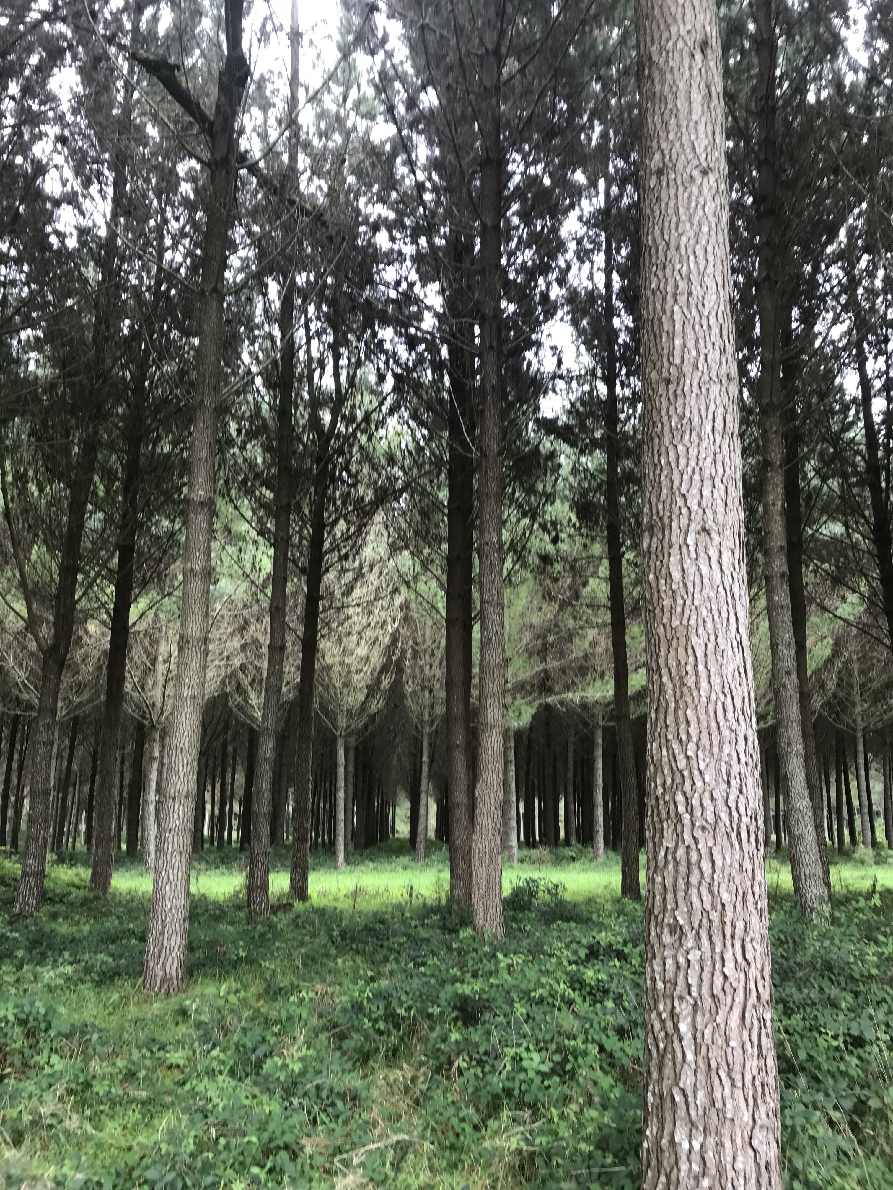 Pinegrove Partnership 61