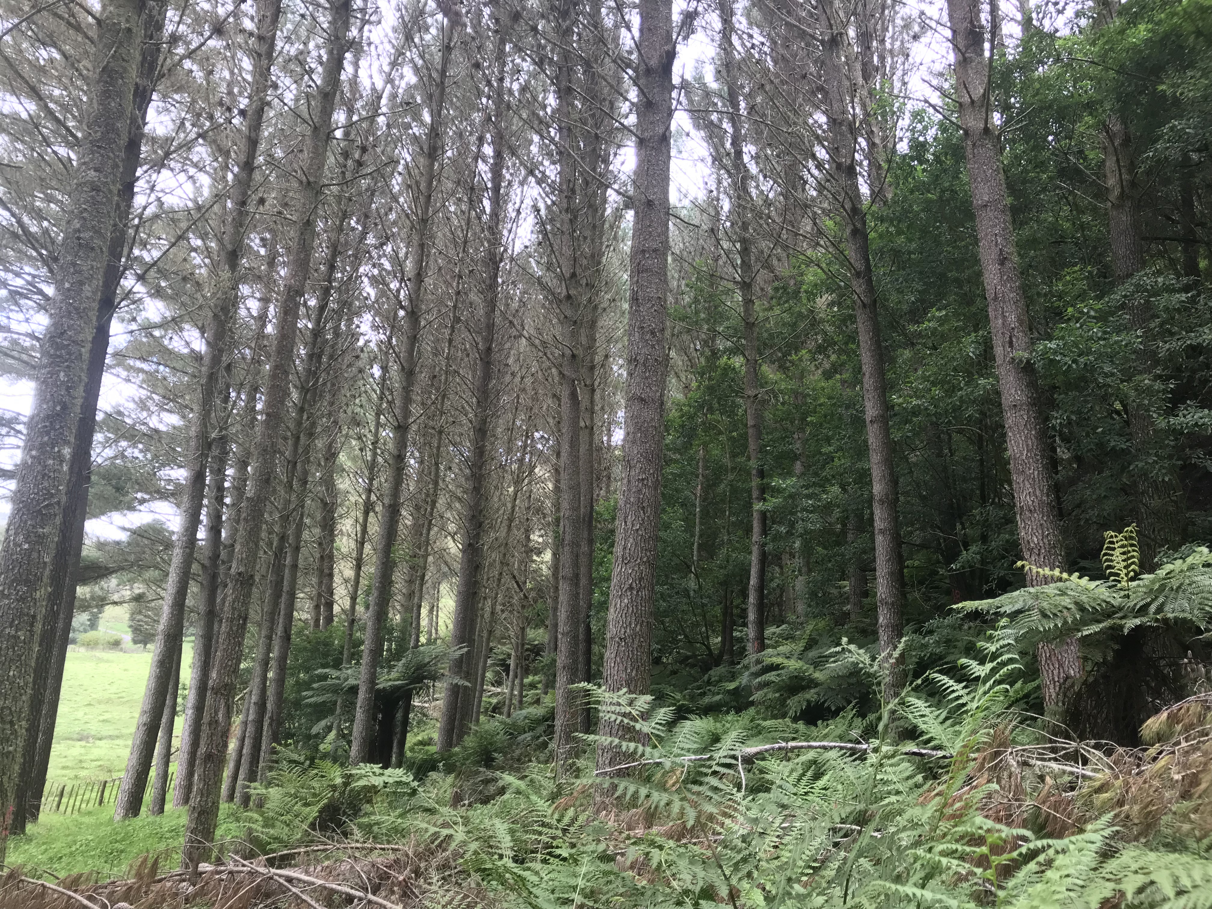 Slab Hut Partnership 21