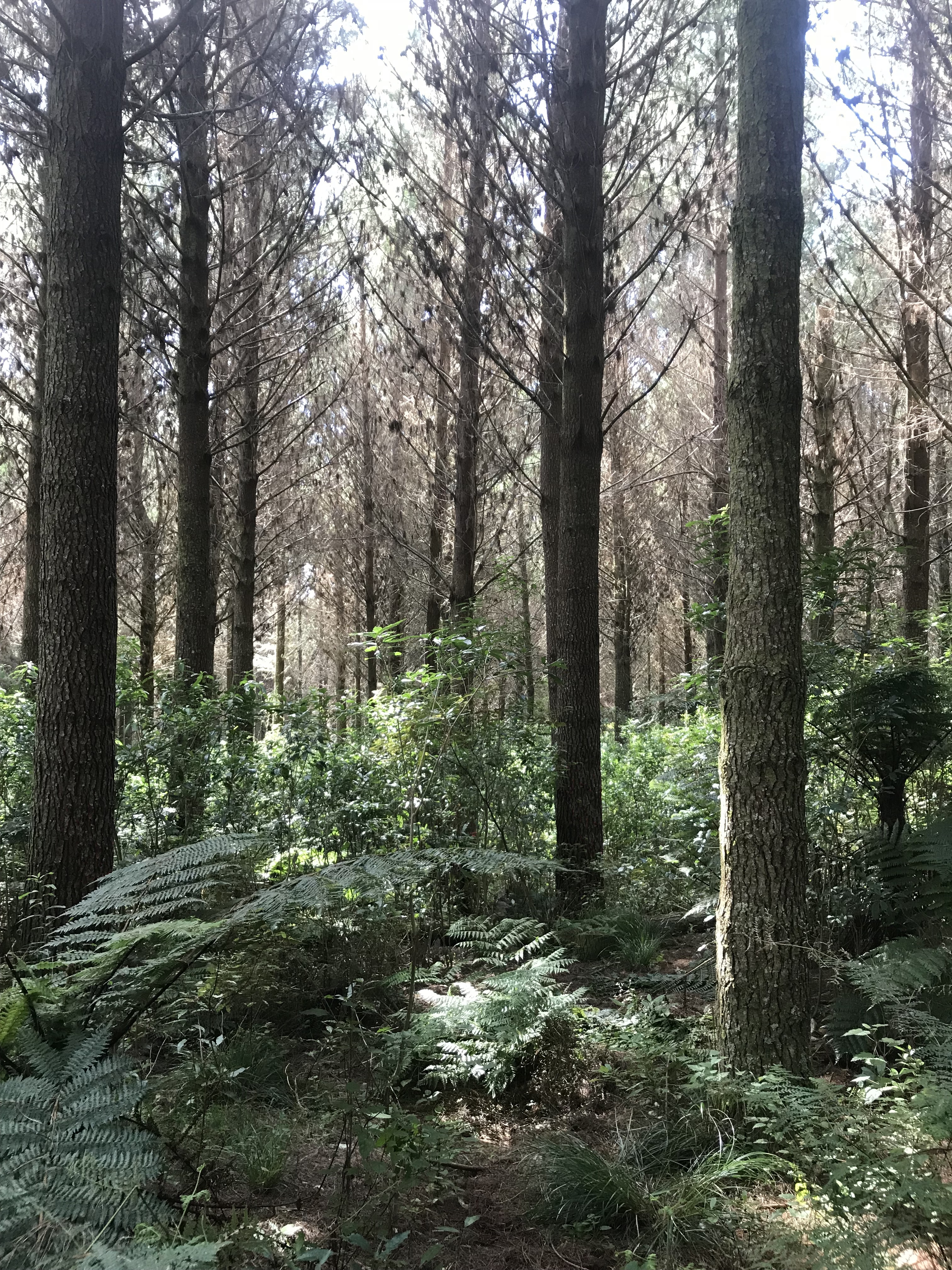 Stockyards Partnership