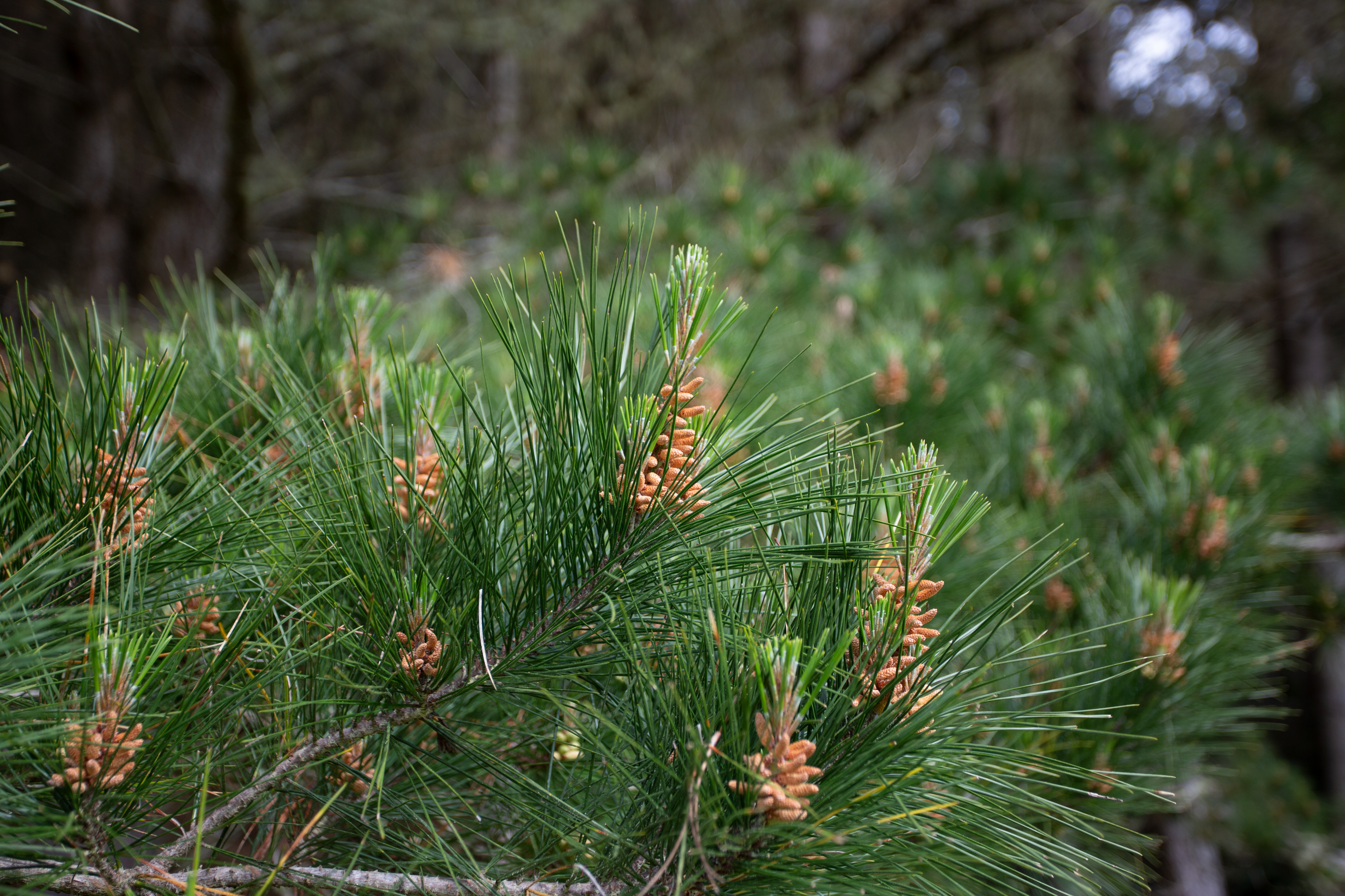 Website Terms of Use