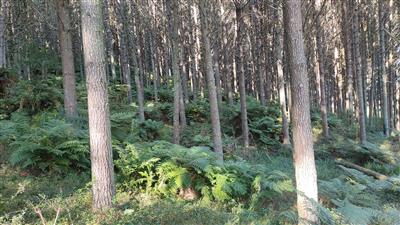 Waipa Valley Partnership