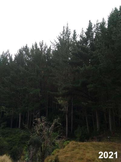 2021 - Arapito 2 (2).jpg (1)