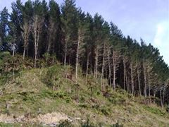 2021 - Arapito 14.jpg